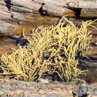 Hormosira banksii (Neptune's Necklace) at Rosedale, NSW - 31 Mar 2019 by jb2602