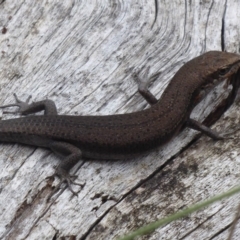 Pseudemoia entrecasteauxii (Woodland Tussock-skink) at Cotter River, ACT - 1 Apr 2019 by Christine