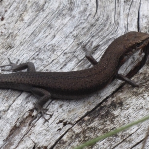 Pseudemoia entrecasteauxii at Cotter River, ACT - 1 Apr 2019