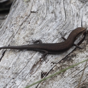 Pseudemoia entrecasteauxii at Cotter River, ACT - 1 Apr 2019