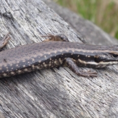 Eulamprus heatwolei (Yellow-bellied Water Skink) at Bimberi Nature Reserve - 1 Apr 2019 by Christine