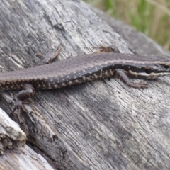 Eulamprus heatwolei at Brindabella, NSW - 1 Apr 2019 12:38 PM