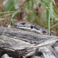 Eulamprus heatwolei at Brindabella, NSW - 1 Apr 2019 12:38 PM