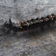 Lymantriinae (subfamily) at Cotter River, ACT - 1 Apr 2019 02:36 PM