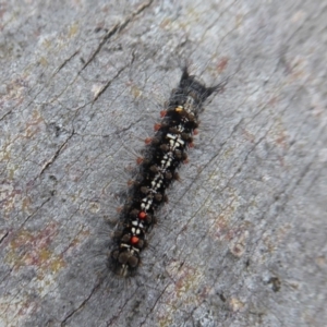 Lymantriinae (subfamily) at Cotter River, ACT - 1 Apr 2019