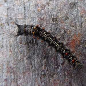 Lymantriinae (subfamily) at Cotter River, ACT - 1 Apr 2019 02:36 PM