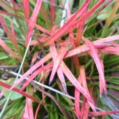 Unverified Rush, Sedge or Mat Rush at Namadgi National Park - 1 Apr 2019 by Christine