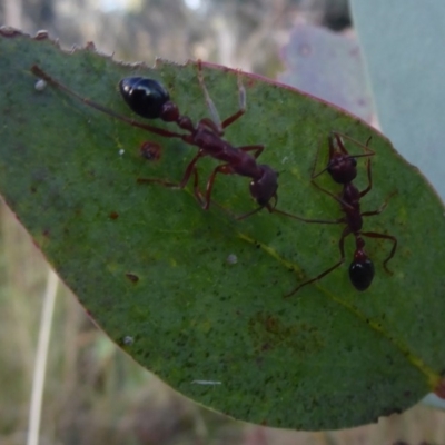 Myrmecia sp. (genus) (Bull ant or Jack Jumper) at Namadgi National Park - 1 Apr 2019 by Christine