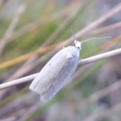 Tortricinae (subfamily) (A tortrix moth) at Cotter River, ACT - 1 Apr 2019 by Christine