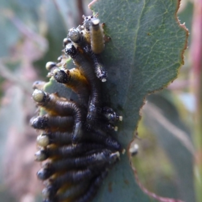 Pseudoperga sp. (genus) (Sawfly, Spitfire) at Namadgi National Park - 1 Apr 2019 by Christine