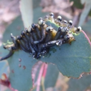 Pseudoperga sp. (genus) at Cotter River, ACT - 1 Apr 2019