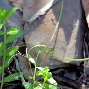 Epilobium sp. at Bolaro, NSW - 26 Mar 2019