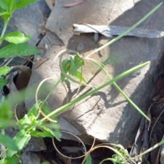 Epilobium sp. at Bolaro, NSW - 26 Mar 2019