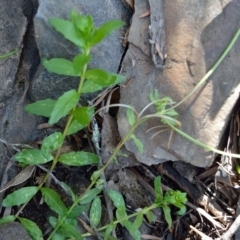 Epilobium sp. at Bolaro, NSW - 26 Mar 2019