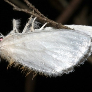 Euproctis (genus) at Guerilla Bay, NSW - 30 Mar 2019 09:33 PM