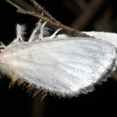 Euproctis (genus) (A Tussock Moth) at Guerilla Bay, NSW - 30 Mar 2019 by jb2602