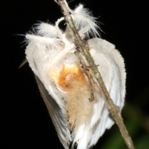 Euproctis (genus) at Guerilla Bay, NSW - 30 Mar 2019