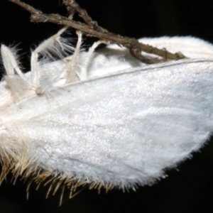 Euproctis (genus) at Guerilla Bay, NSW - 30 Mar 2019 09:33 PM