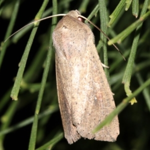 Mythimna (Pseudaletia) convecta at Guerilla Bay, NSW - 30 Mar 2019 08:05 PM