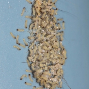 Anestia (genus) at Acton, ACT - 1 Apr 2019
