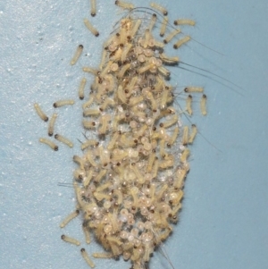 Anestia (genus) at Acton, ACT - 1 Apr 2019