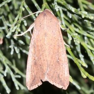 Mythimna (Pseudaletia) convecta at Guerilla Bay, NSW - 30 Mar 2019 08:19 PM