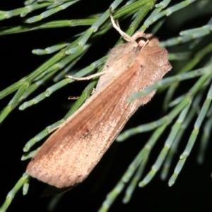 Mythimna (Pseudaletia) convecta at Guerilla Bay, NSW - 30 Mar 2019