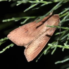 Mythimna (Pseudaletia) convecta at Guerilla Bay, NSW - 30 Mar 2019