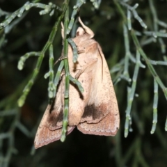 Mythimna (Pseudaletia) convecta at Guerilla Bay, NSW - 30 Mar 2019 08:23 PM
