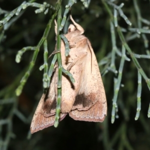 Mythimna (Pseudaletia) convecta at Guerilla Bay, NSW - 30 Mar 2019