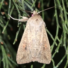 Mythimna (Pseudaletia) convecta (Common Armyworm) at Guerilla Bay, NSW - 30 Mar 2019 by jb2602