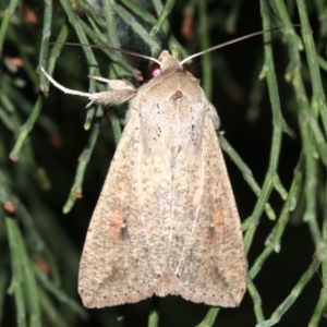 Mythimna (Pseudaletia) convecta at Guerilla Bay, NSW - 30 Mar 2019 08:30 PM