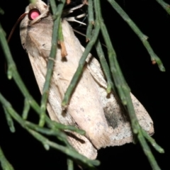 Mythimna (Pseudaletia) convecta at Guerilla Bay, NSW - 30 Mar 2019