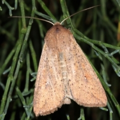 Mythimna (Pseudaletia) convecta at Guerilla Bay, NSW - 30 Mar 2019