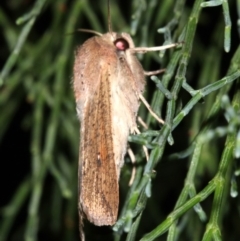 Mythimna (Pseudaletia) convecta at Guerilla Bay, NSW - 30 Mar 2019 08:30 PM