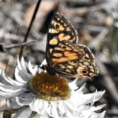 Oreixenica lathoniella (Silver Xenica) at Namadgi National Park - 1 Apr 2019 by JohnBundock