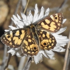 Oreixenica lathoniella at Cotter River, ACT - 1 Apr 2019 11:14 AM