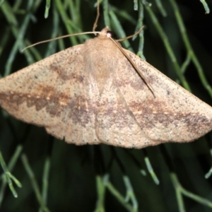 Idiodes siculoides at Guerilla Bay, NSW - 30 Mar 2019 08:26 PM