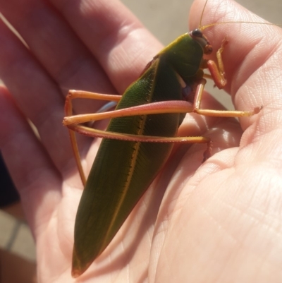 Torbia perficita (Giant Torbia) at Tura Beach, NSW - 2 Apr 2019 by Steff