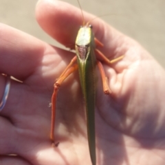 Torbia perficita at Tura Beach, NSW - 2 Apr 2019 04:47 PM