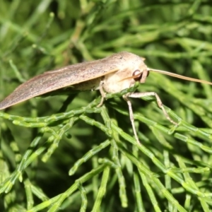 Gynopteryx ada at Guerilla Bay, NSW - 30 Mar 2019 08:34 PM