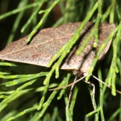 Gynopteryx ada at Guerilla Bay, NSW - 30 Mar 2019