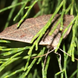 Gynopteryx ada at Guerilla Bay, NSW - 30 Mar 2019 08:34 PM