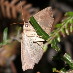 Gynopteryx ada at Guerilla Bay, NSW - 30 Mar 2019