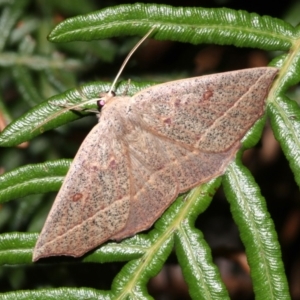 Gynopteryx ada at Guerilla Bay, NSW - 30 Mar 2019 08:34 PM