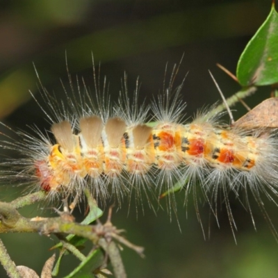 Orgyia anartoides (Painted Apple Moth) at ANBG - 1 Apr 2019 by TimL