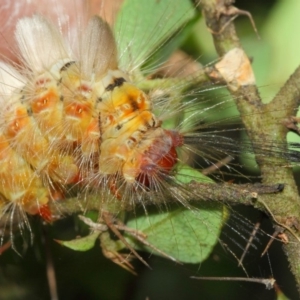 Orgyia anartoides at Acton, ACT - 1 Apr 2019