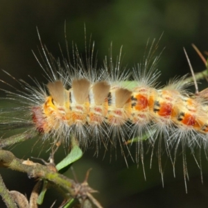 Orgyia anartoides at Acton, ACT - 1 Apr 2019