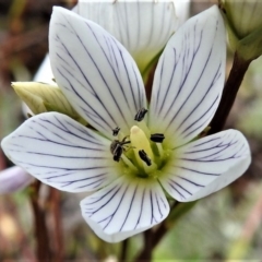 Gentianella muelleriana subsp. jingerensis (Mueller's Snow-gentian) at Cotter River, ACT - 1 Apr 2019 by JohnBundock