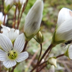 Gentianella muelleriana subsp. jingerensis at Cotter River, ACT - 1 Apr 2019